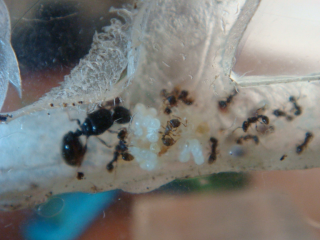 tetramorium