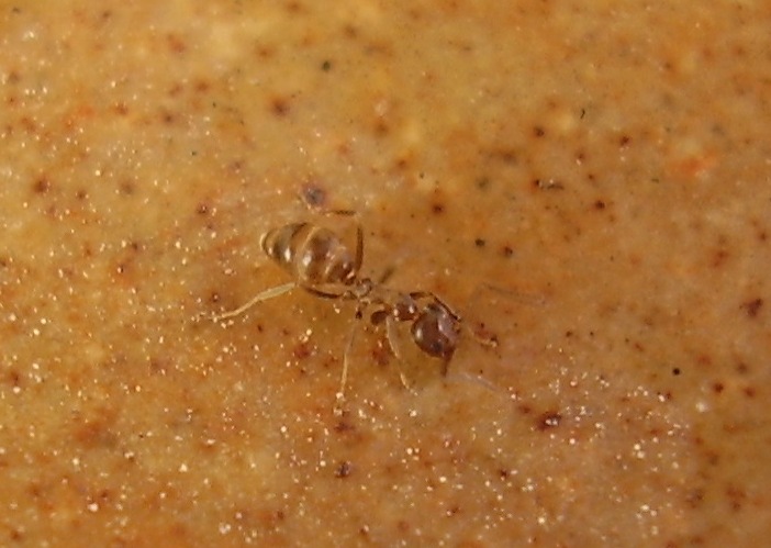 hormigas 018