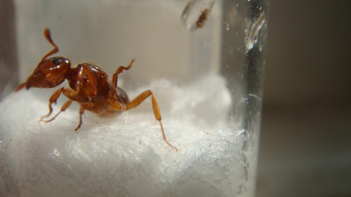 hormigas 022