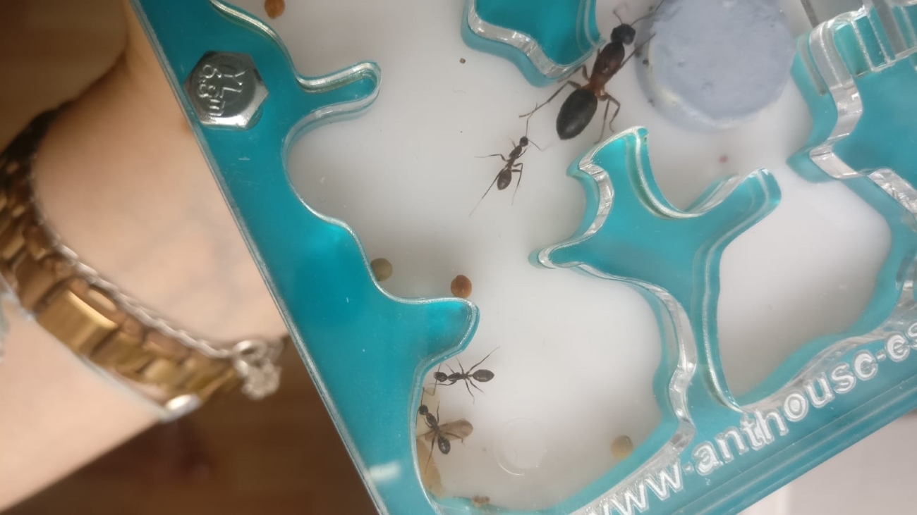 Colonia sin identificar �Camponotus?