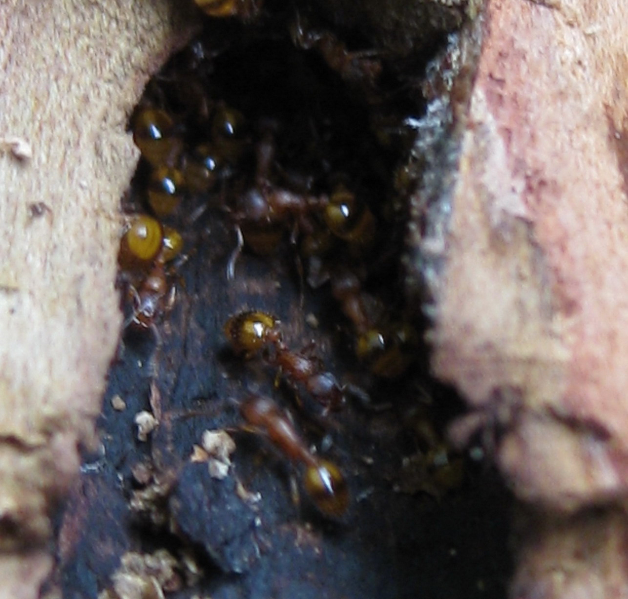 Hormigas madera 2