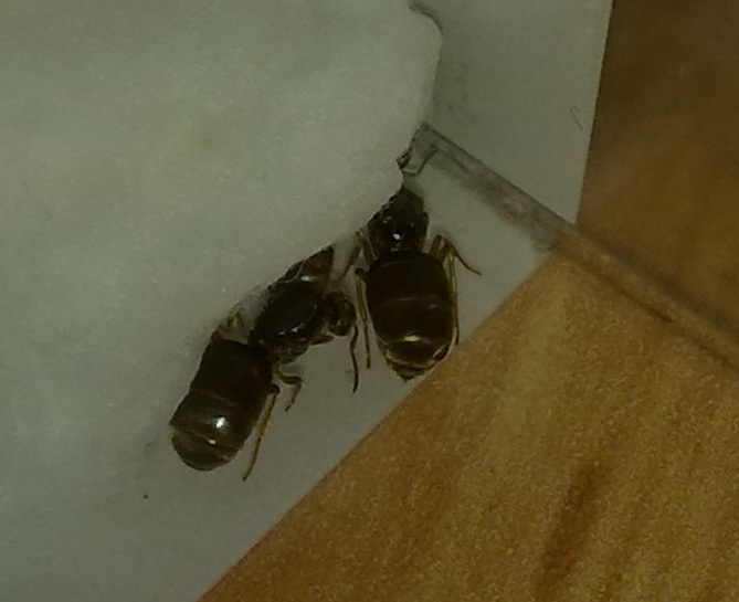 Hormigas reinas trasera sin identificar