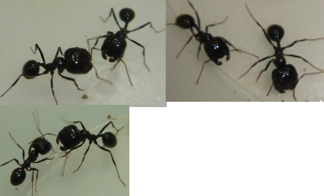 Legutiano1