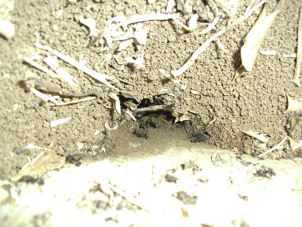 �Homiguero de Aphaenogaster?