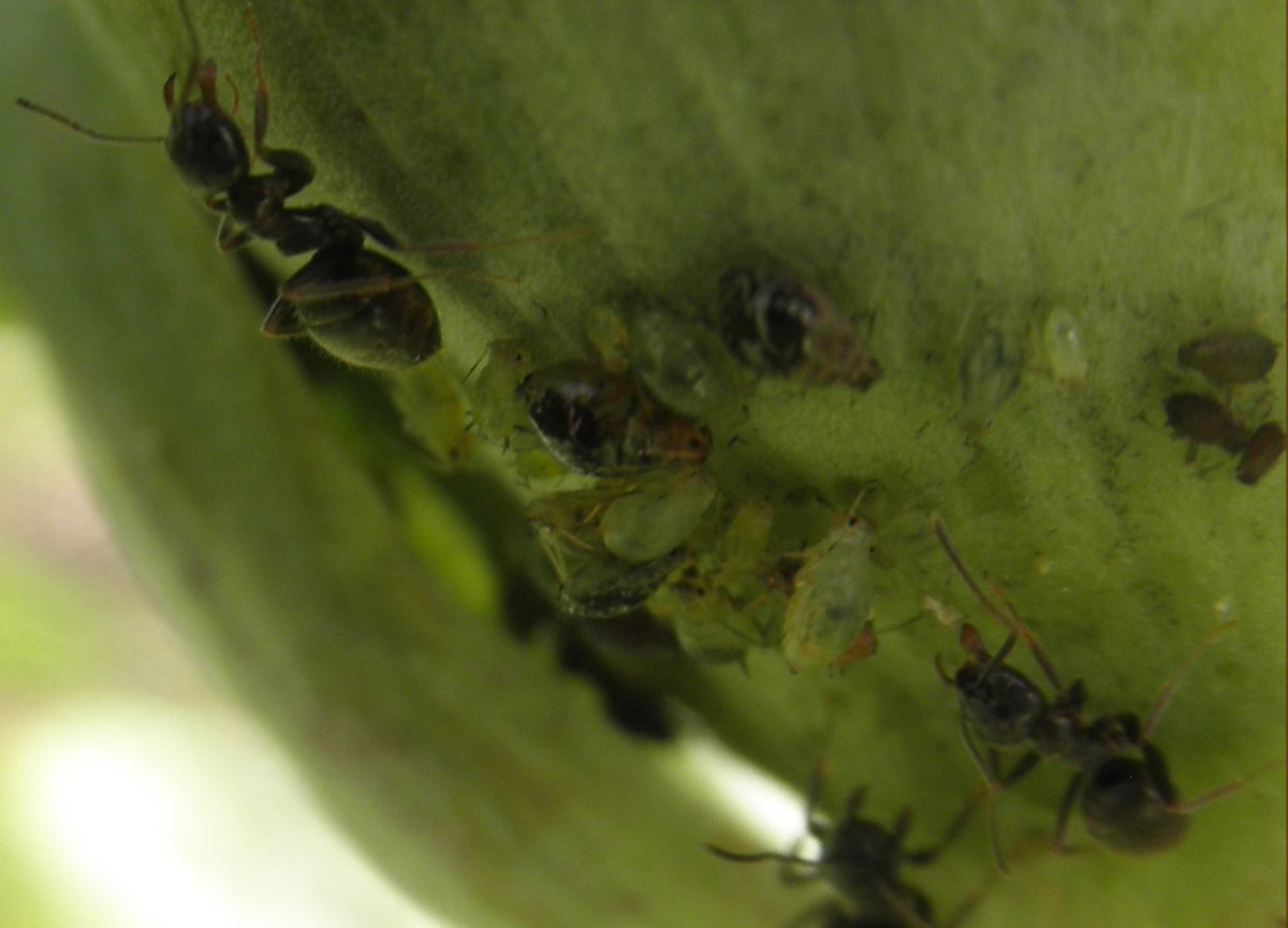 huerta1