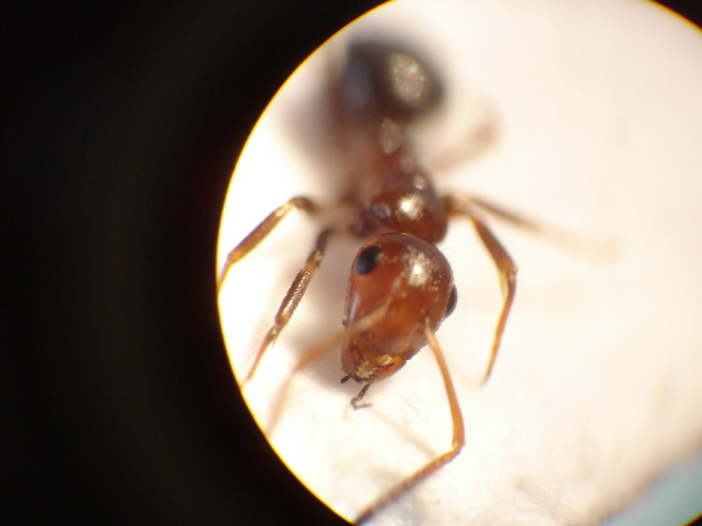 posible Myrmica2