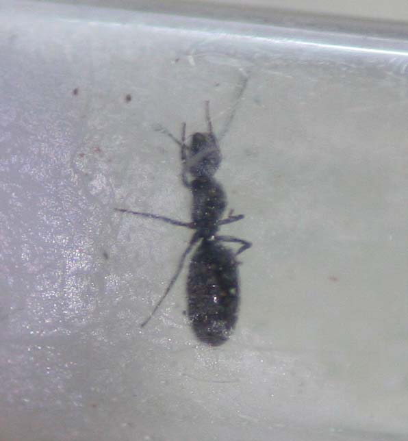 Identificar2
