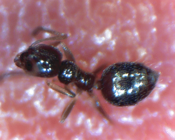 �plagiolepsis