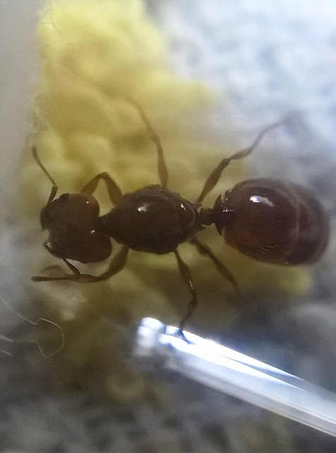 identificar