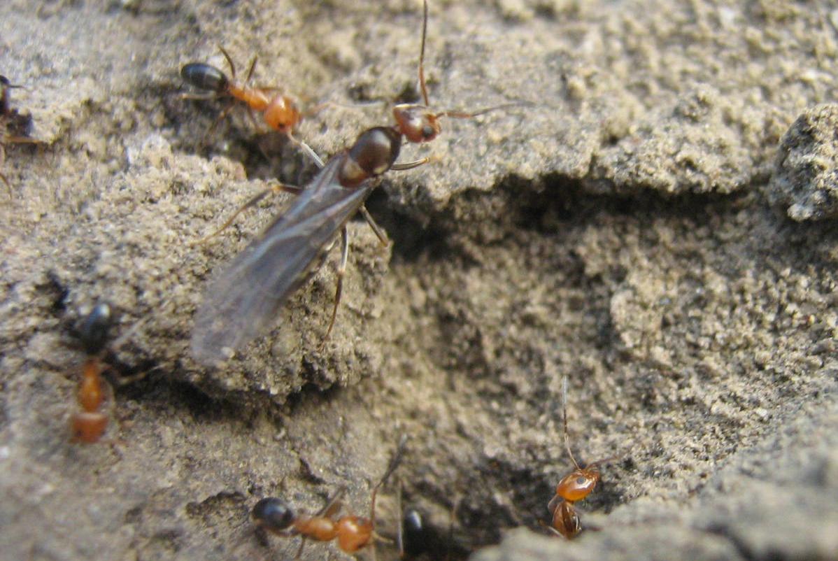 dorymyrmex