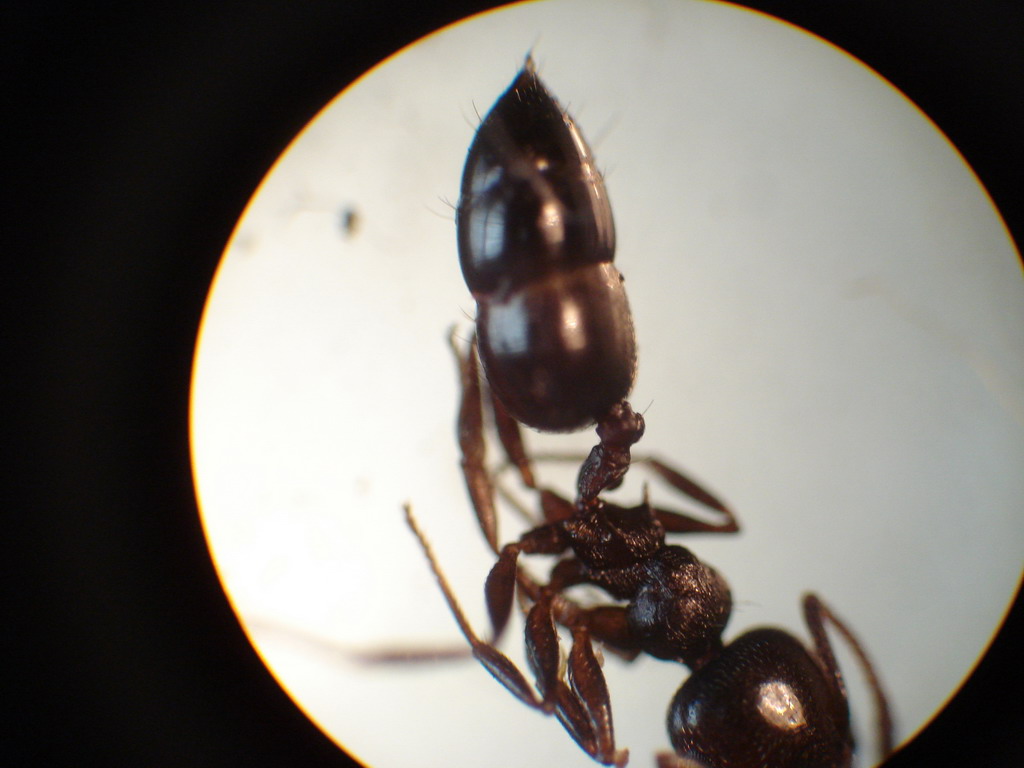Temnothorax3?