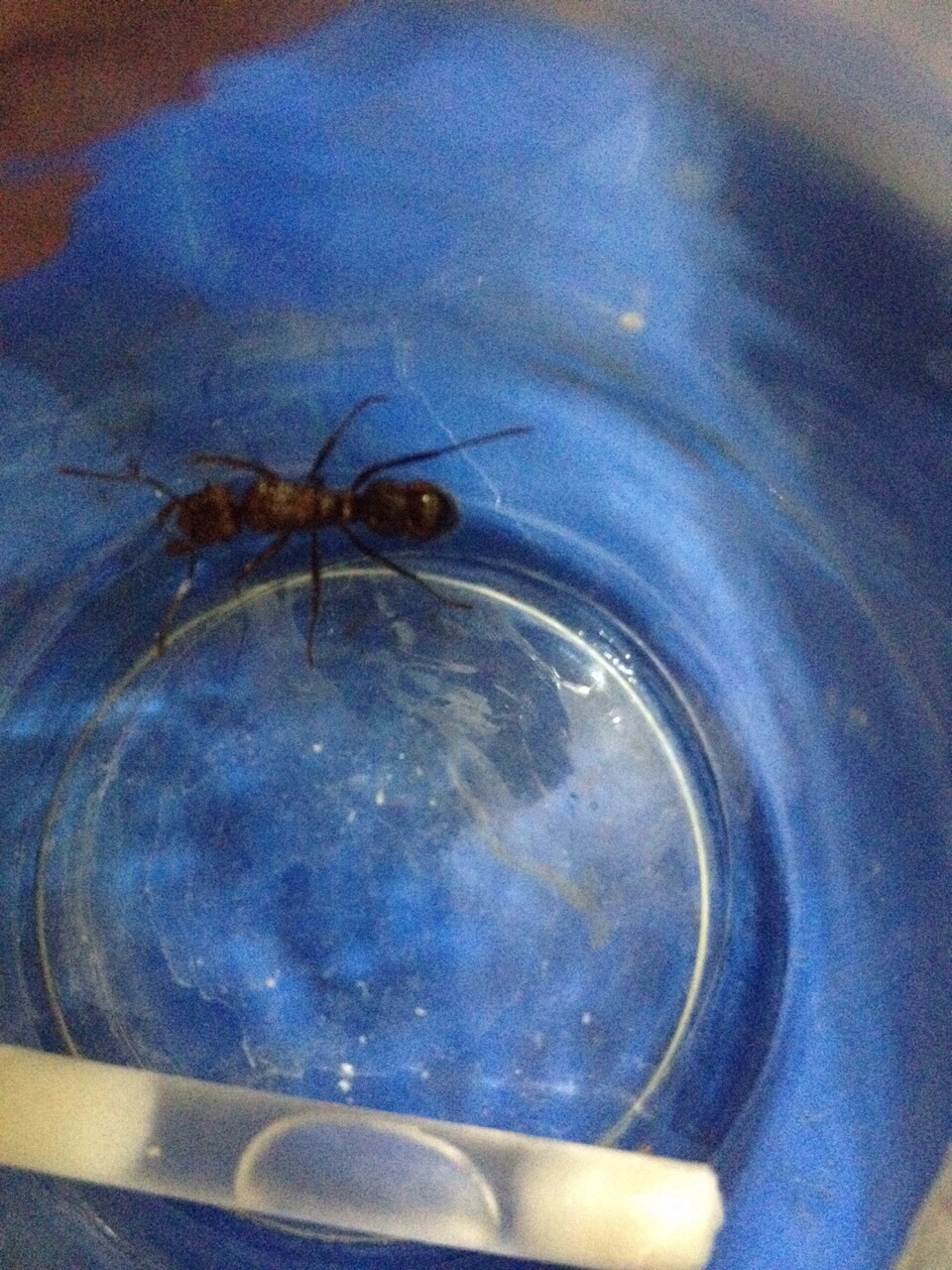 identificar