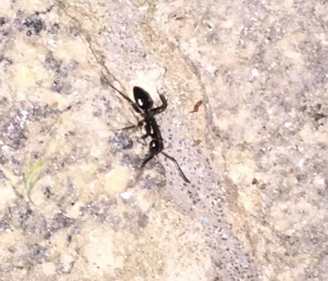 Identificar obrera