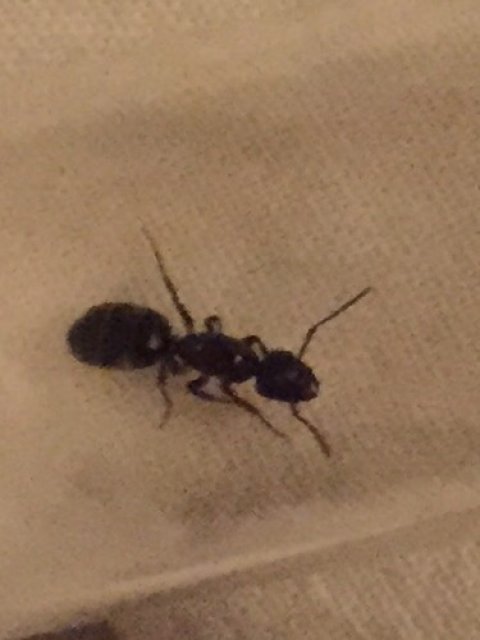 Camponotus