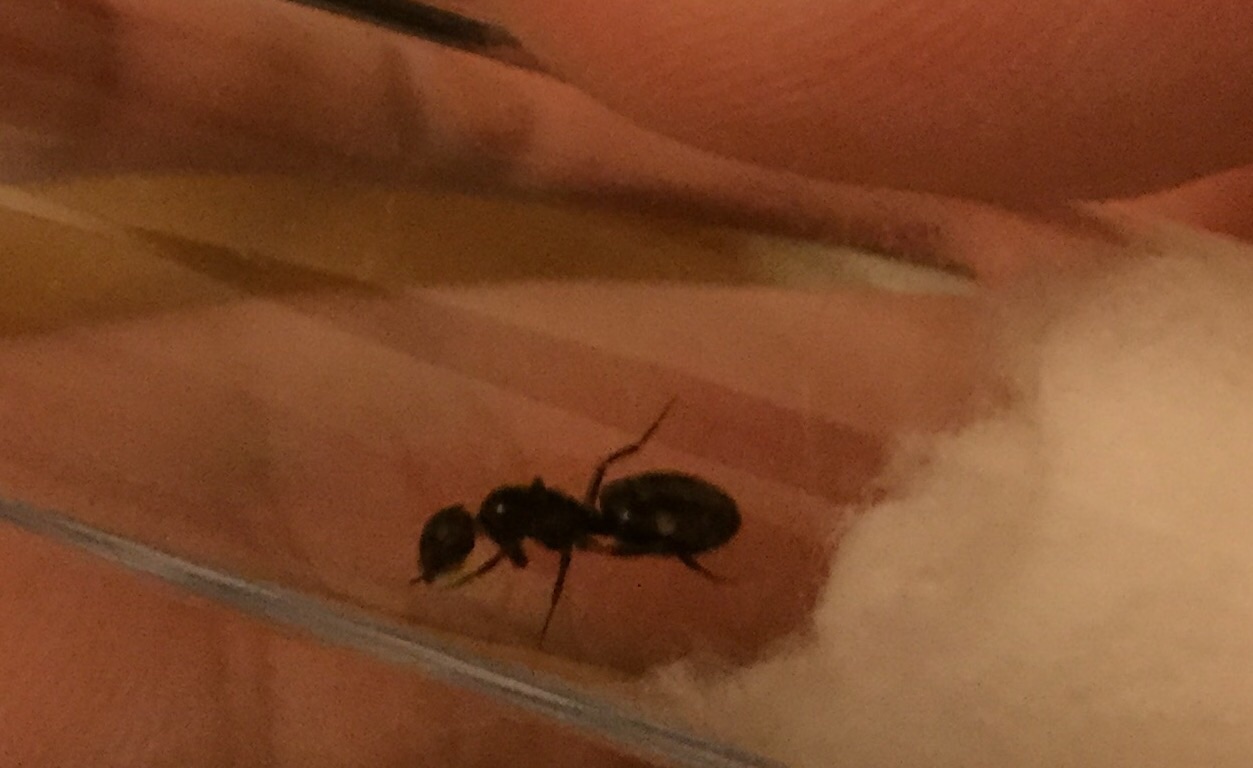 Camponotus sexgutatus