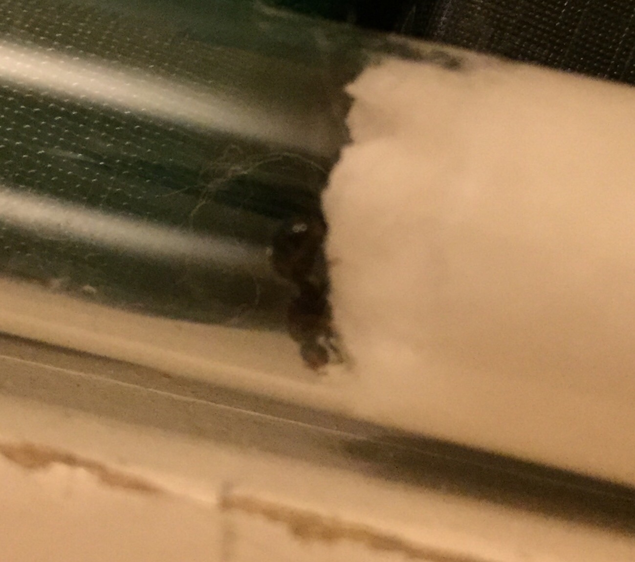 Pheidole con huevos
