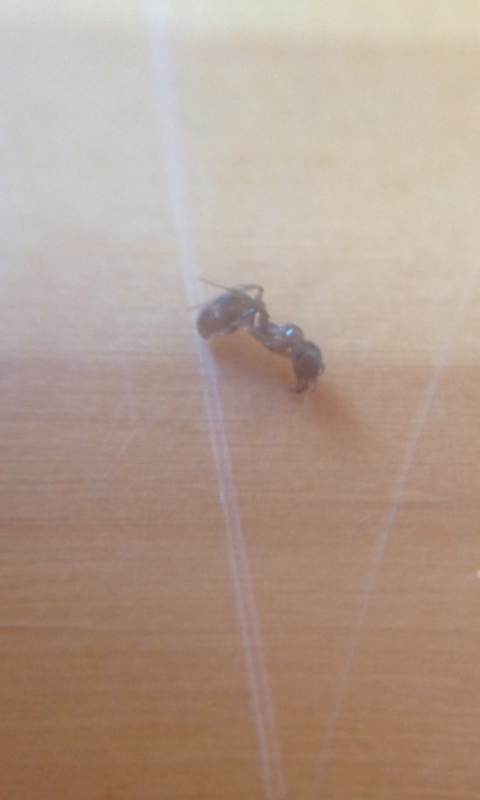 Lasius
