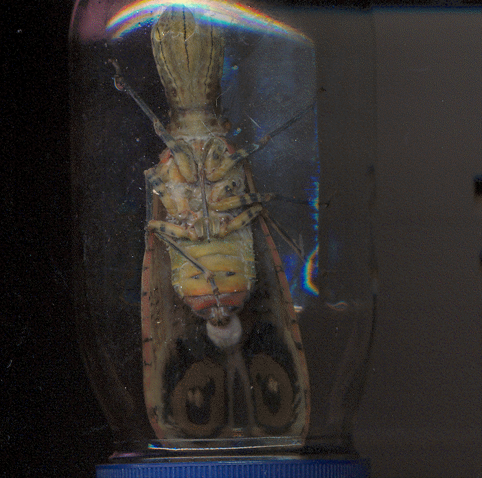 insecto0001