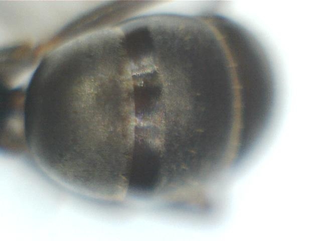 josart040
