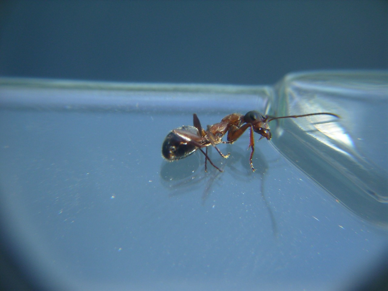 Formica??