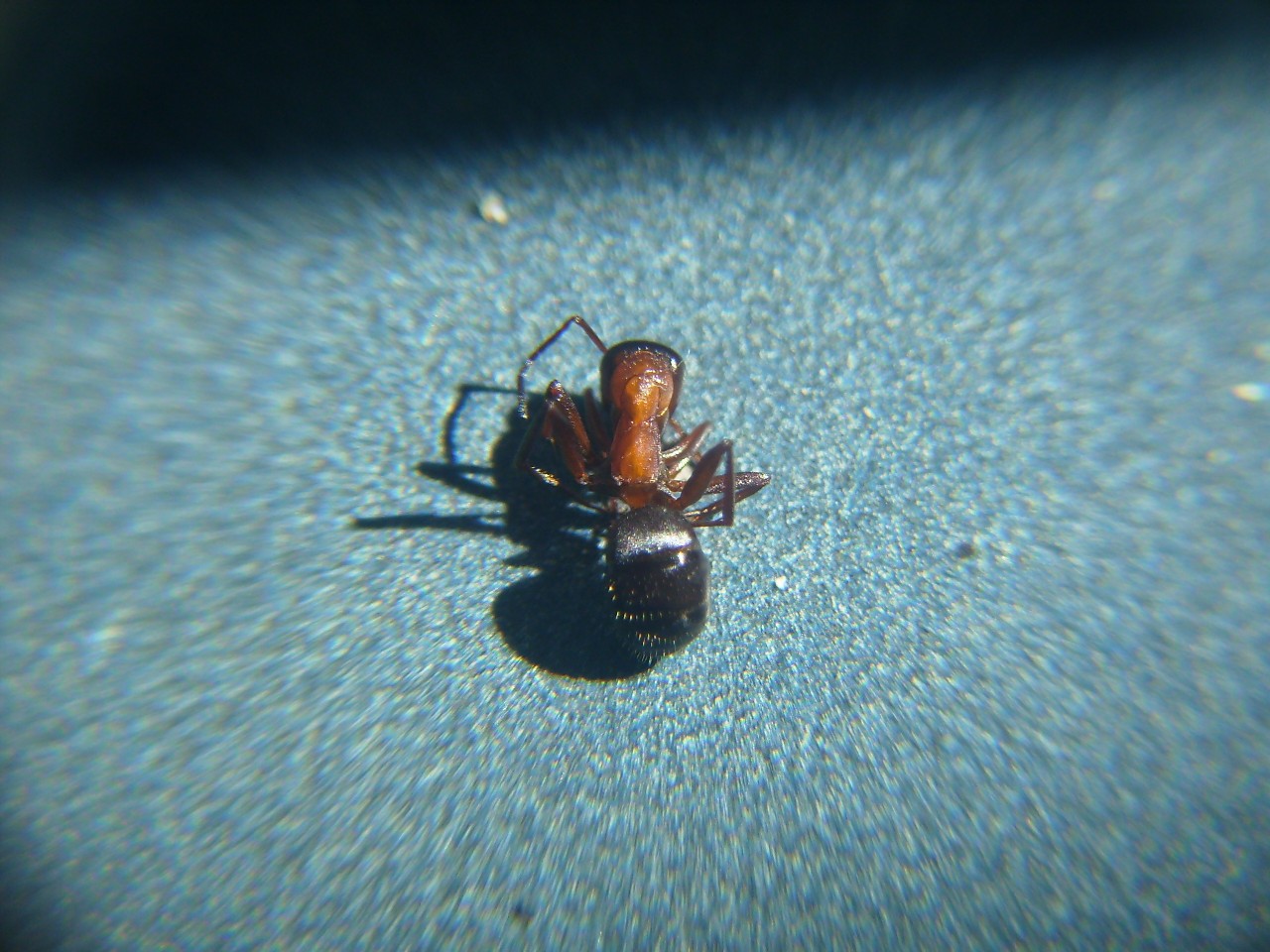 Formica??