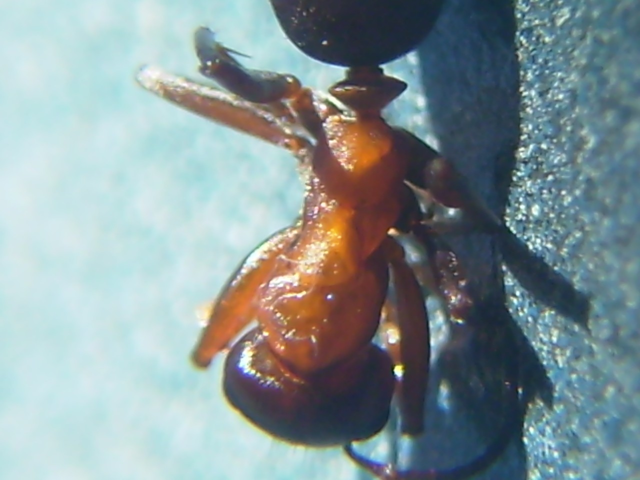 Formica??