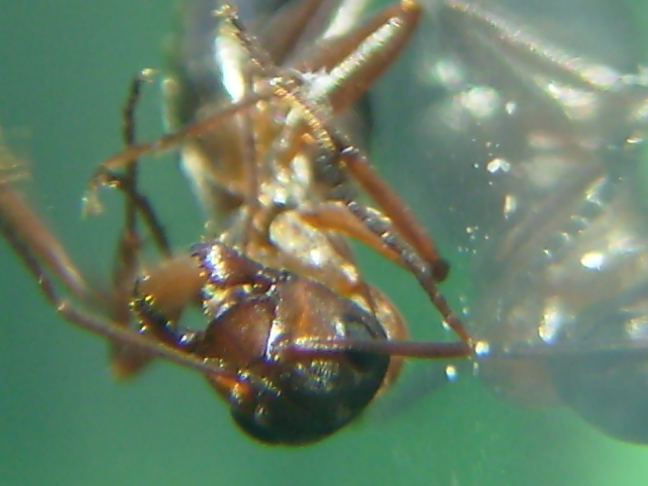 Formica???