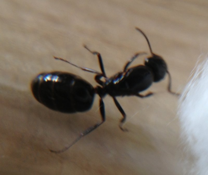 Identificar