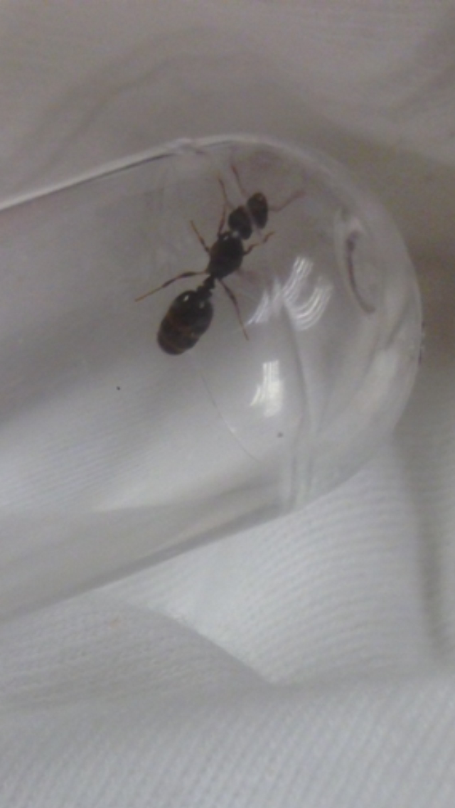 Posible pheidole