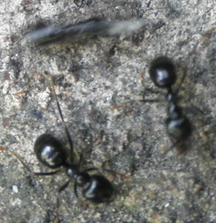 lagran2