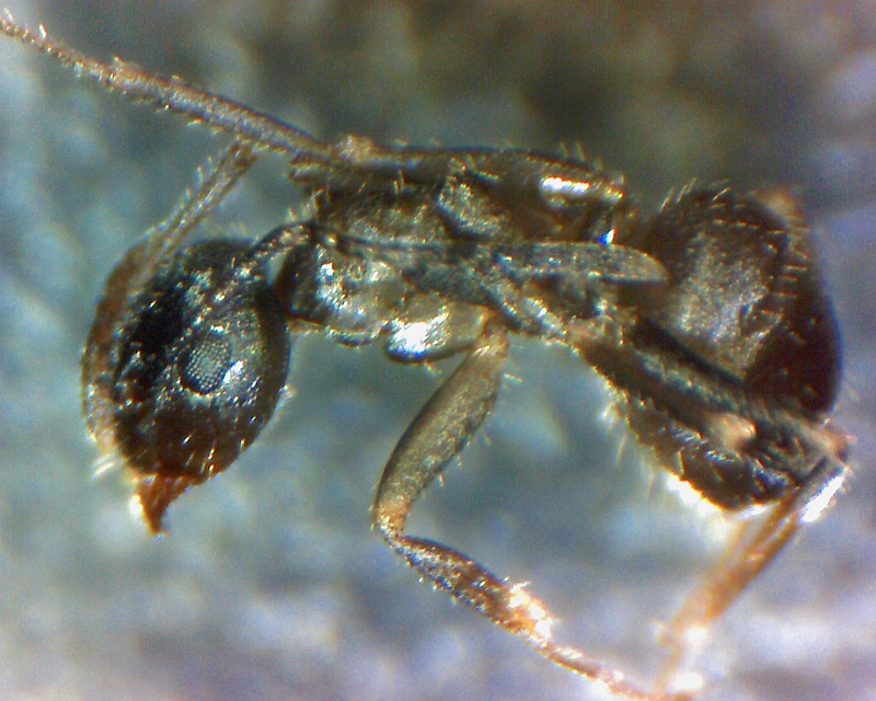 nurse lasius sp.