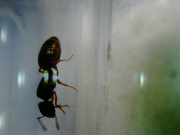 identificar-004