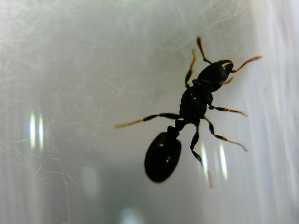 identificar-002