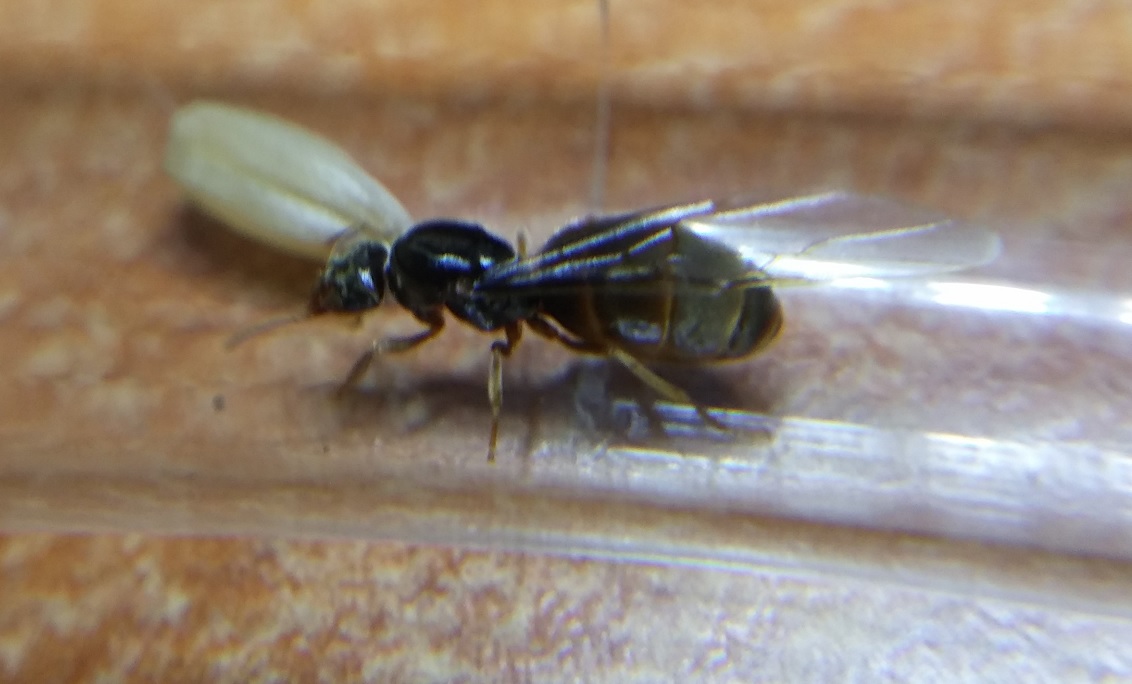Reina sin identificar 3