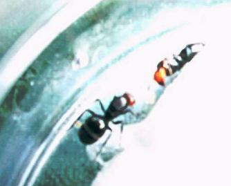 MIs  reinas  misteriosa  espero que     xcom me ayude a  a quitarle el   brillo    que no soy  muy experto en    ello  estas  son la reinas   que   son bastante simpaticas y que nadie a podido identificarme :(