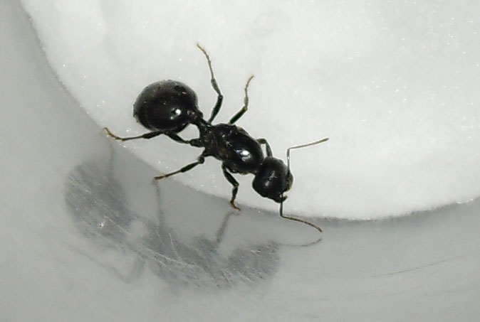 Messor sp.