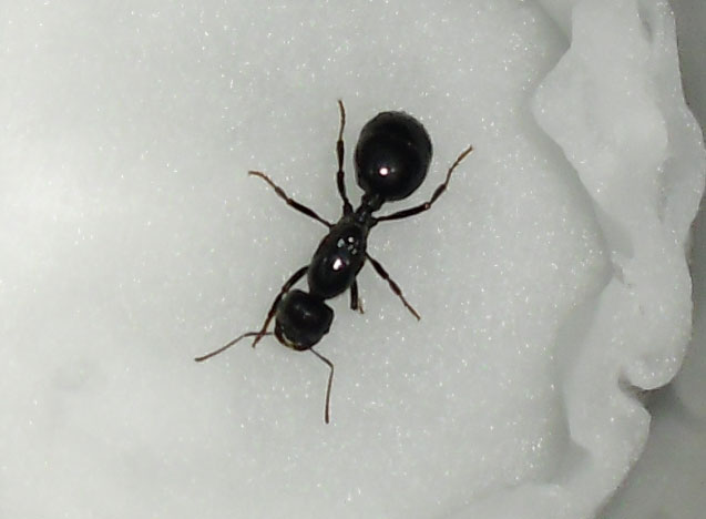 Messor sp.