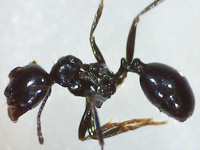 Identificar00