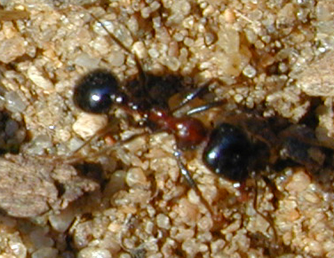 messor marocanus