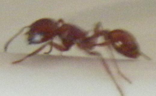 Pogonomyrmex