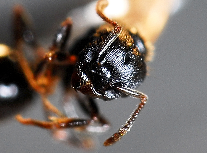 myrmicinae4