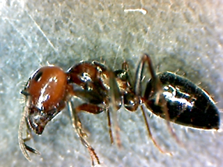 id1