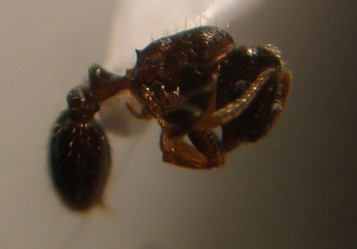 tetramorium