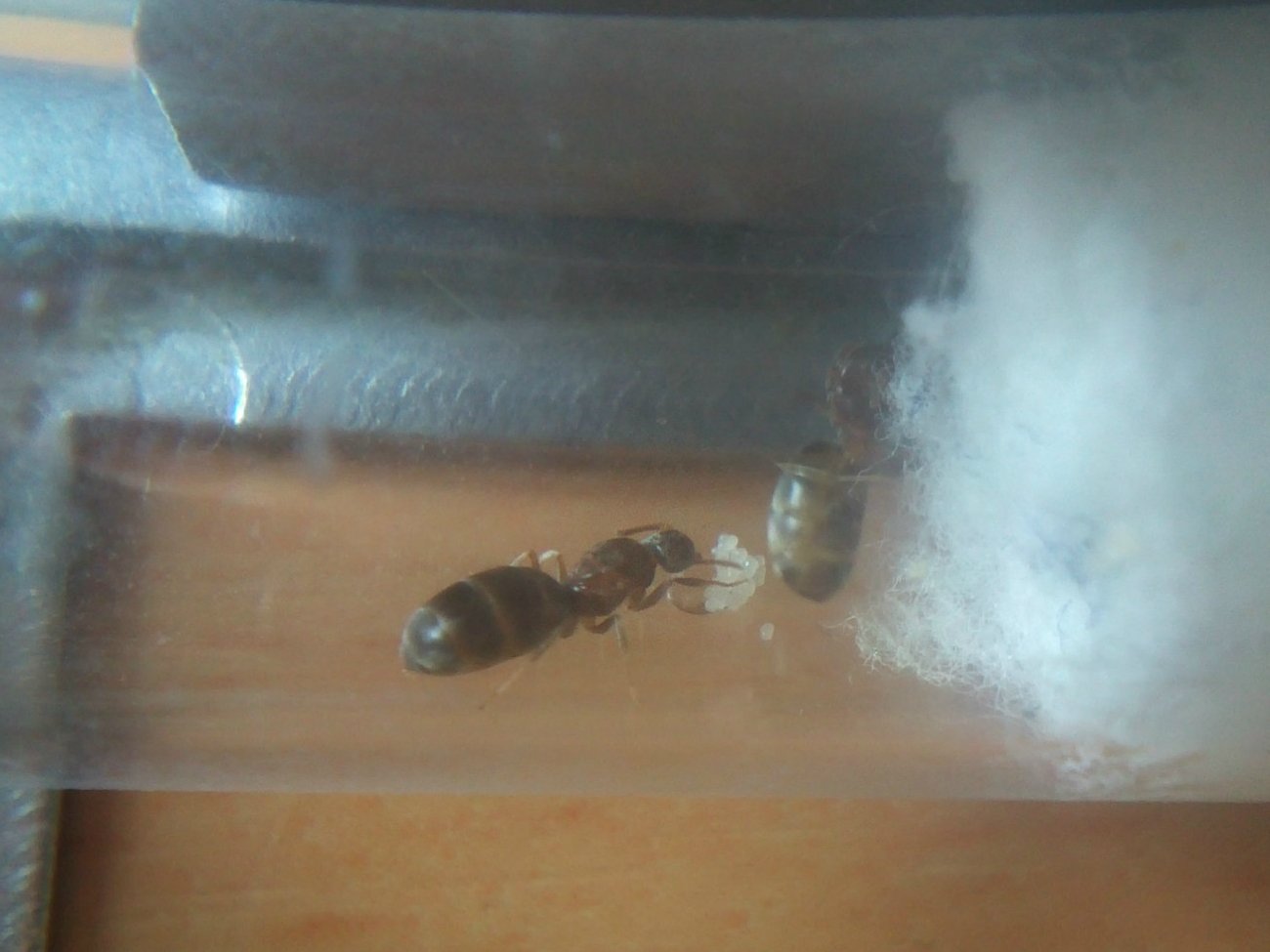 Nylanderia vividula