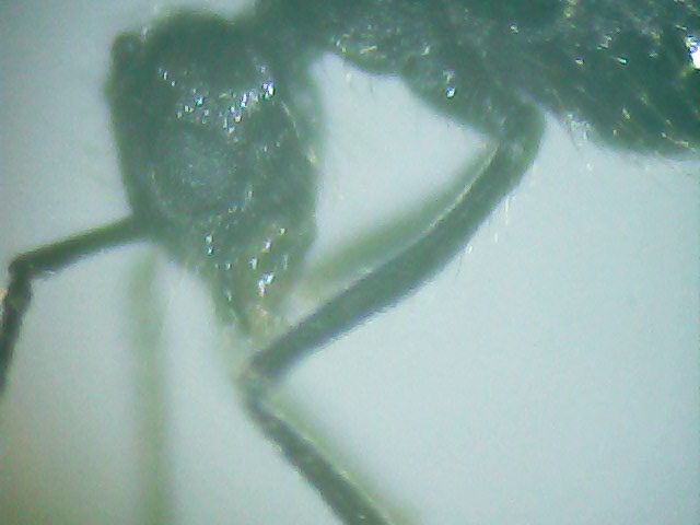 ojo gigante