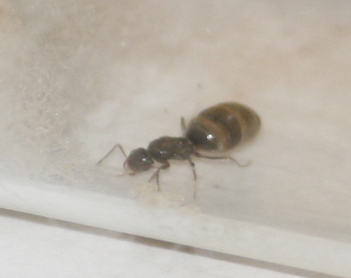 Otra hormiga