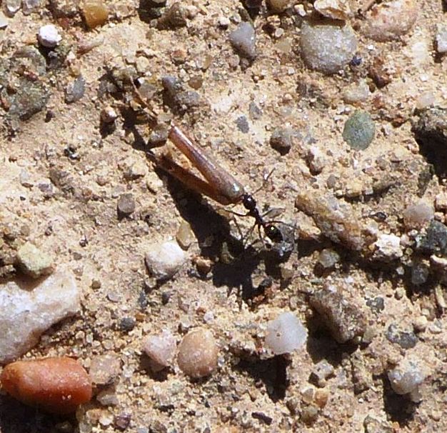 proformica