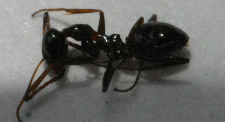 posible exotica