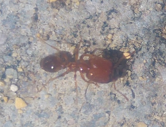 Pheidole (Valleynat)