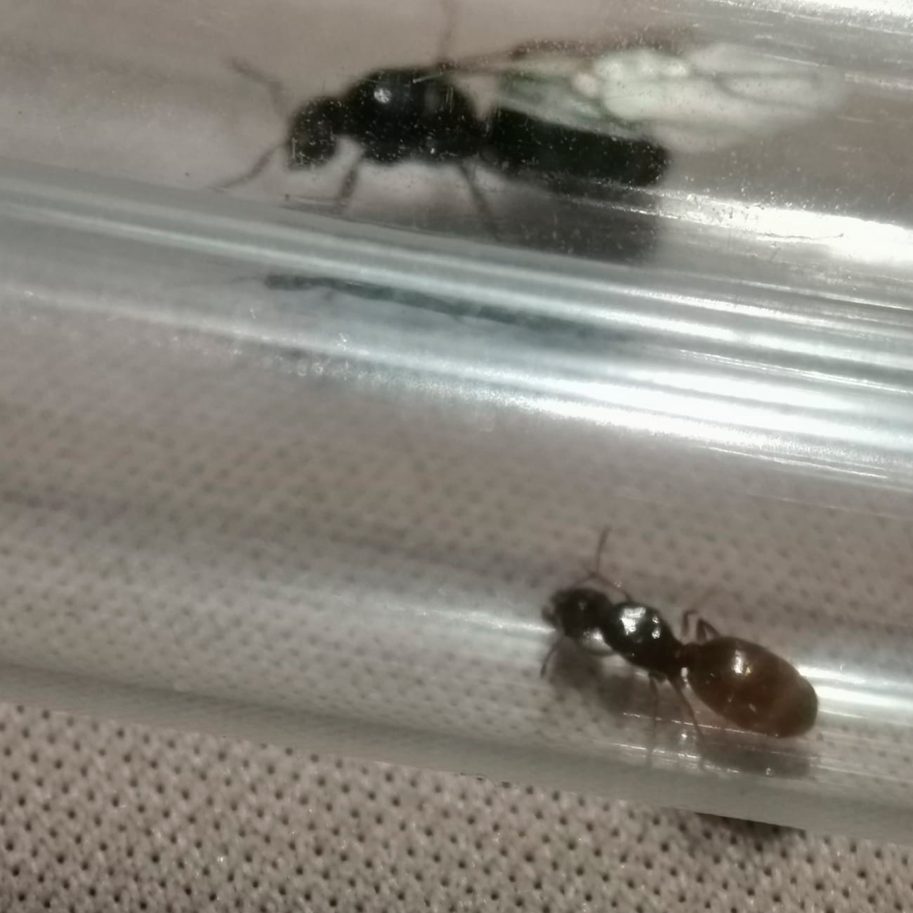 Hormiga a identificar
